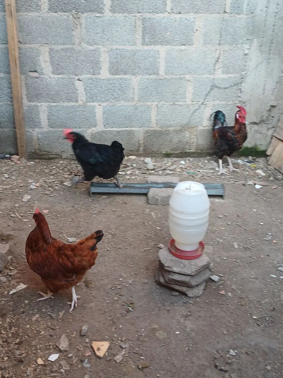 Galo e galinhas  - Foto 3