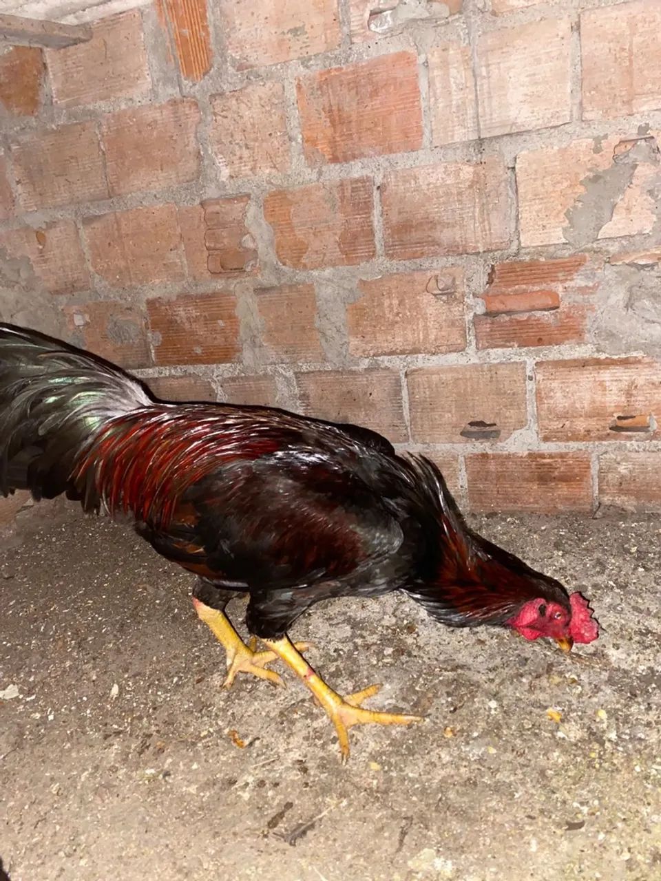 Galo de raça  - Foto 2