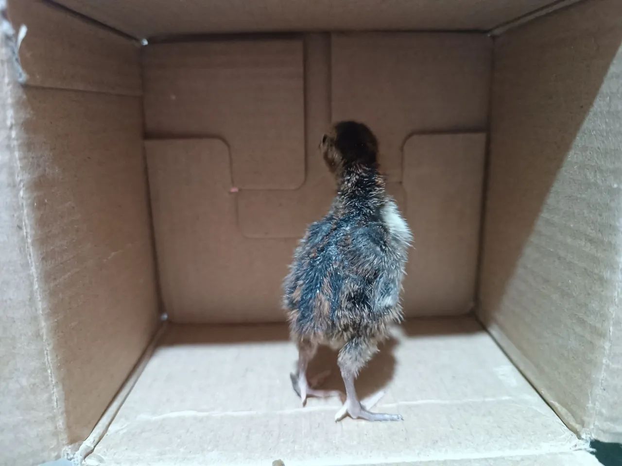 Pintinho de codorna gigante  - Foto 2