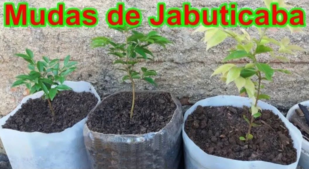 MUDAS DE JABUTICABA 