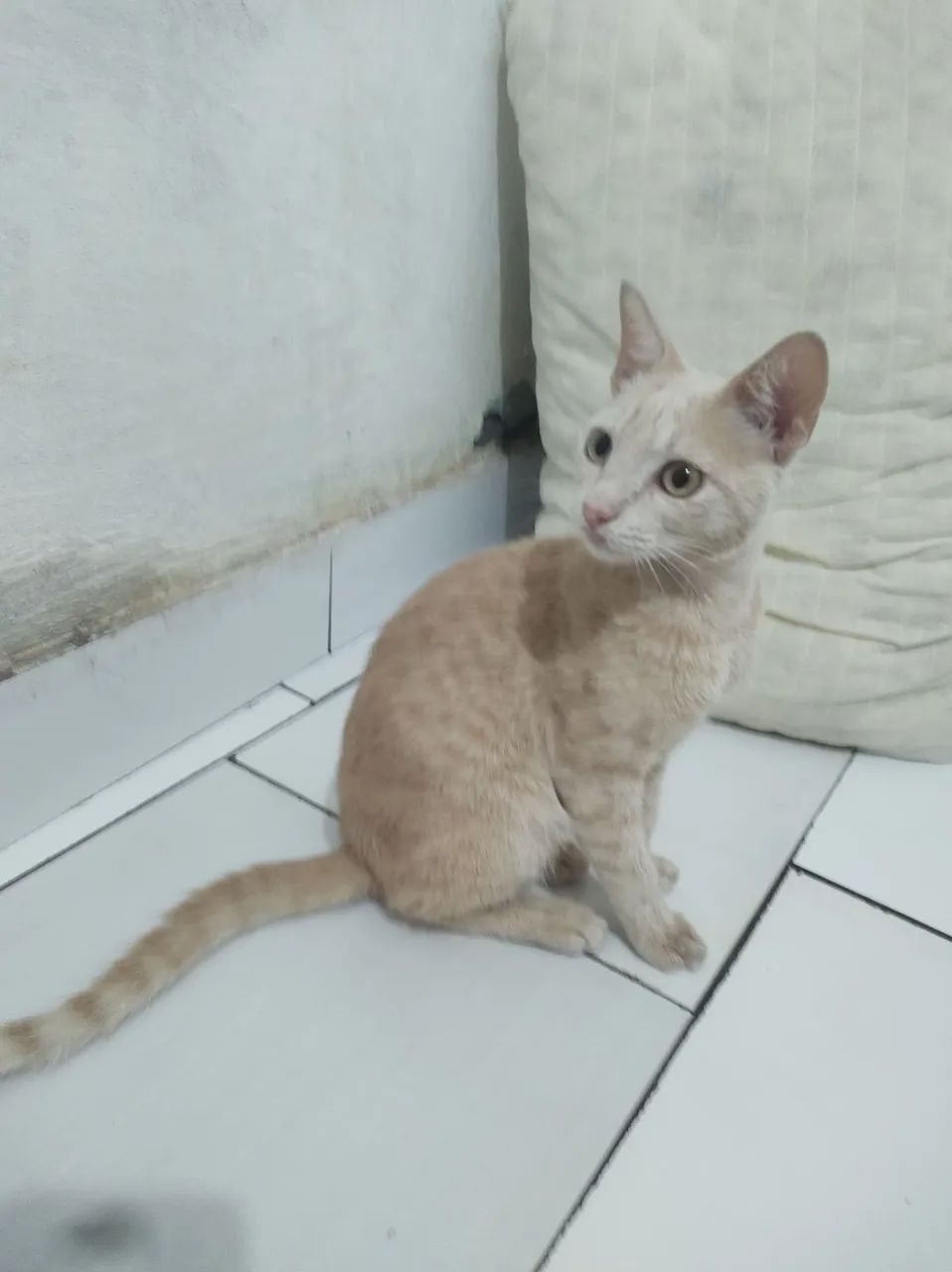 Filhote de Gato Laranja, PRA ADOÇÃO  - Foto 2