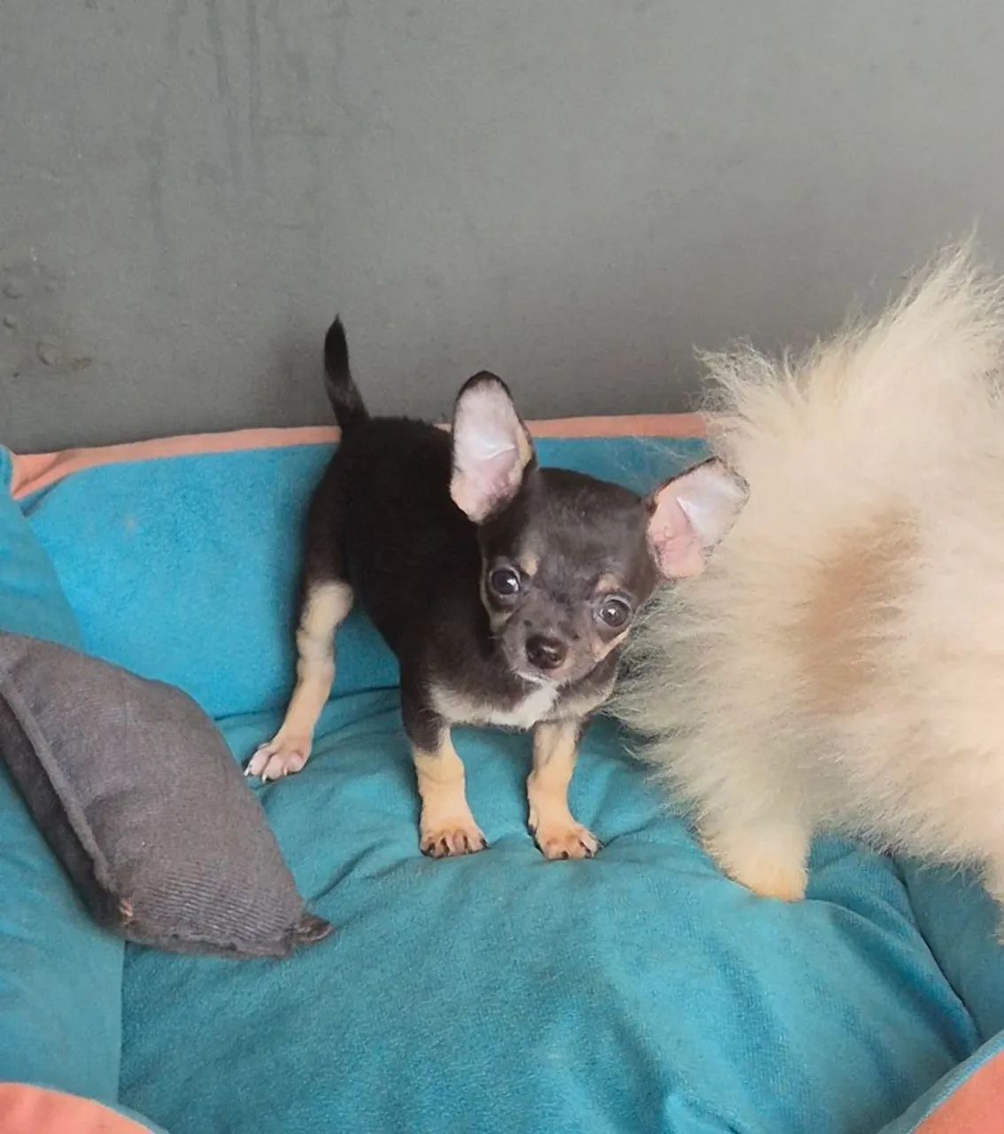 Chihuahua machinho  - Foto 4