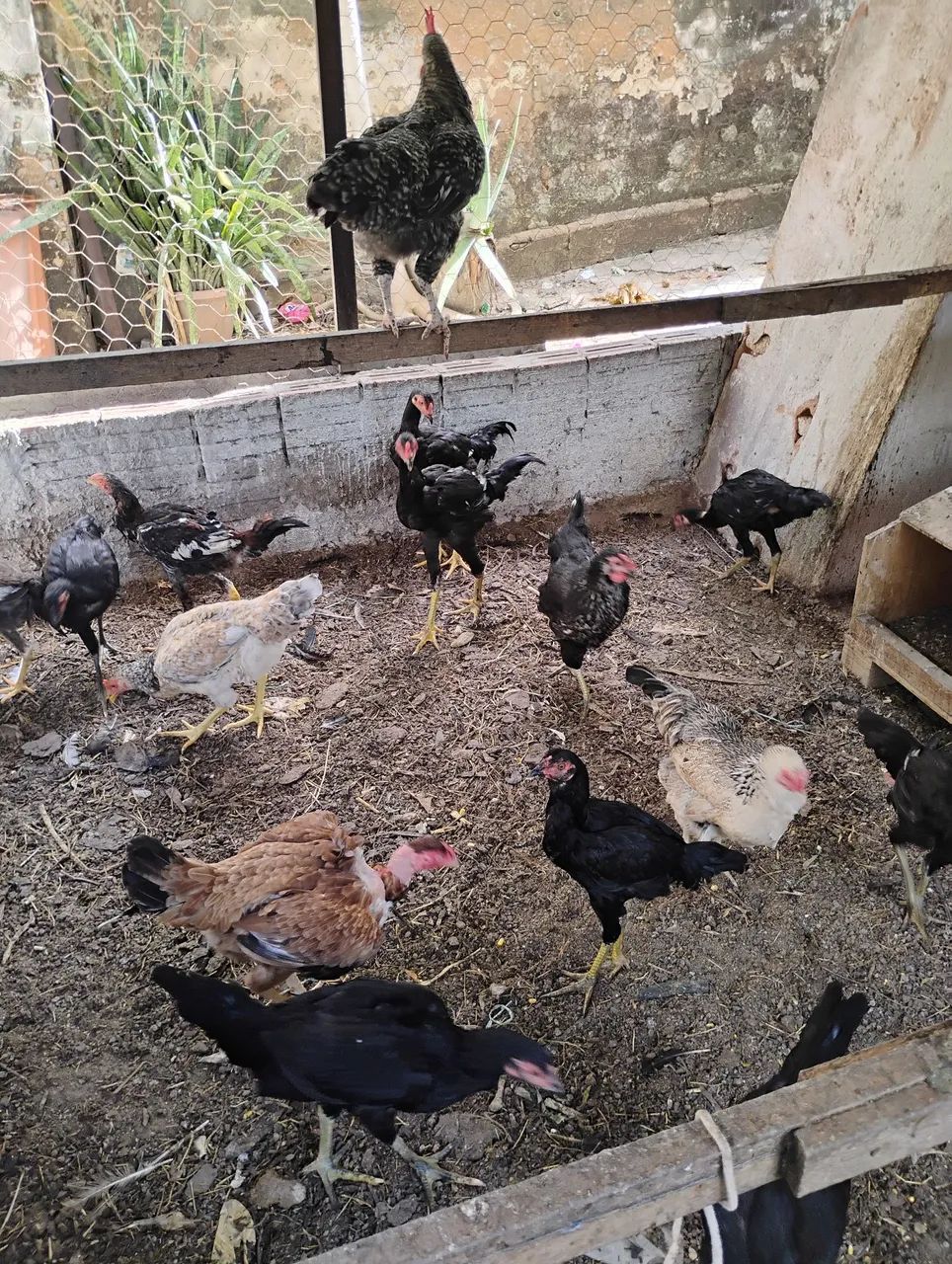Frangos e galinhas 