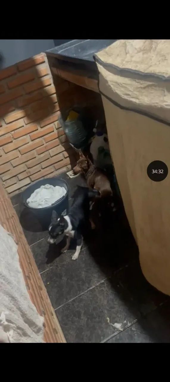 cachorros - Foto 5