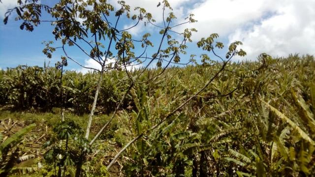 Propriedade de 37 hectares, com 20 hectares de plantio de banana, em Amaraji-PE! - Foto 11