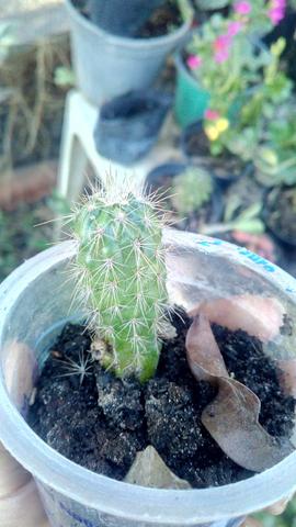 Lindo cacto
