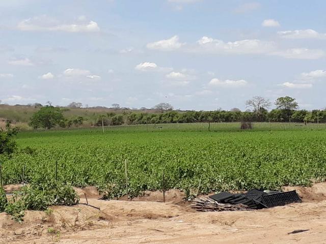 Sítio em Chã Grande, com 10 hectares. Casa sede c/4 qts, sendo 3 suítes, - Foto 7