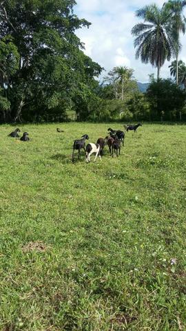 Vendo Linda Fazenda - Foto 2