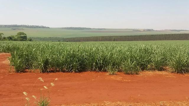 Fazenda 41 alqueires em Brodowisk 4.300.000.00 - Foto 5