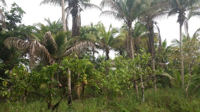 Sitio em Comandatuba - Foto 10