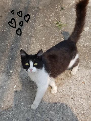 Gatinha e gatinho para doação