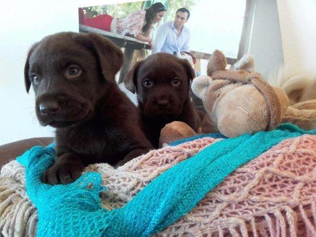 Labrador chocolate/amarelo/preto, machos e fêmeas com garantias e suportes exclusivos - Foto 2