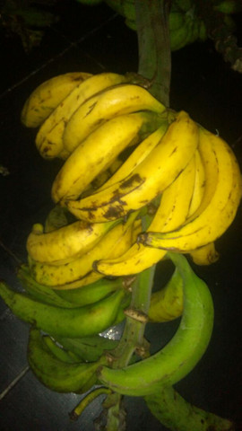Banana pacova, Coco e polpas de Goiaba - Foto 6