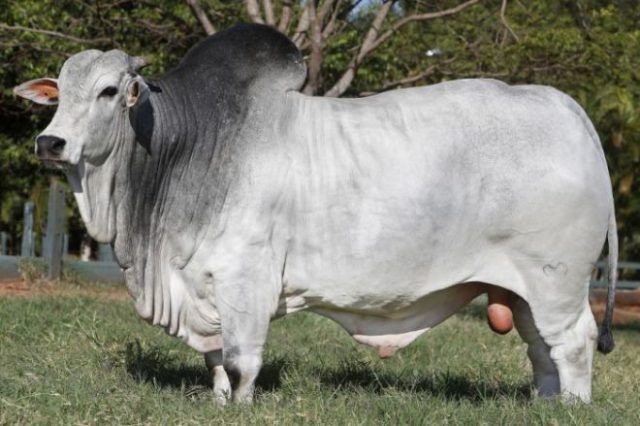 Boi acizentado para venda e criação de gado