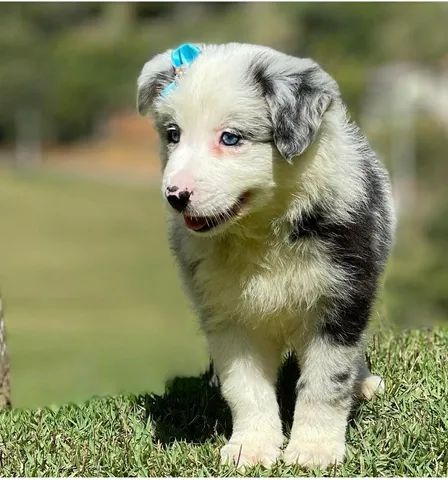 BORDER COLLIE-MG