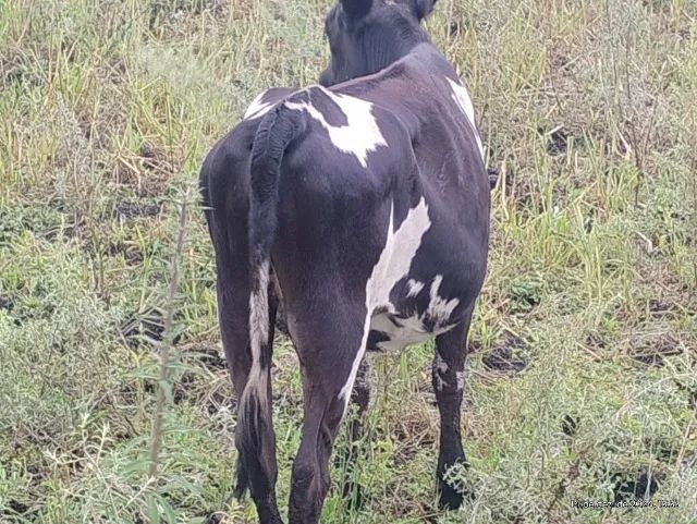 Bezerros  touro novilha - Foto 5