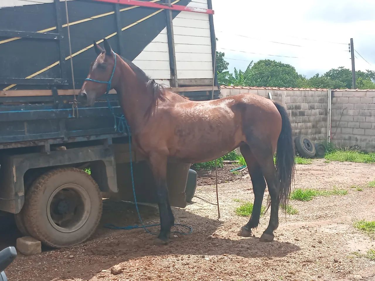 Égua mestiça Argentina  - Foto 4
