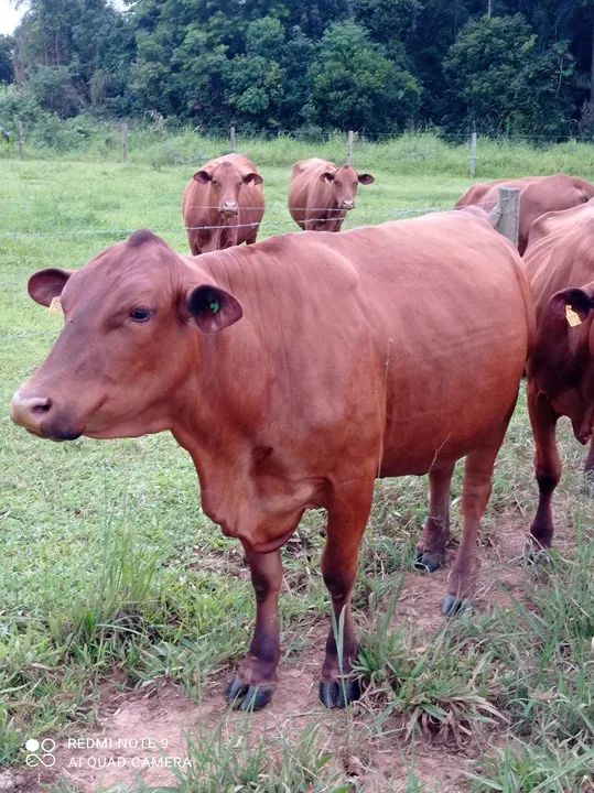 Touros, novilhas, bezerros, vacas com cria ao pé. Senepol - Foto 4