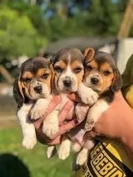 Beagle com pureza 