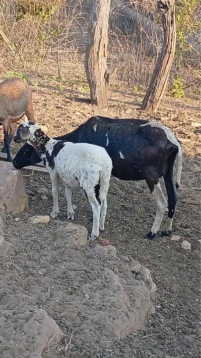 Vende-se ovelhas paridas raça Santa Inês e 1 bode reprodutor raça Parda Alpina