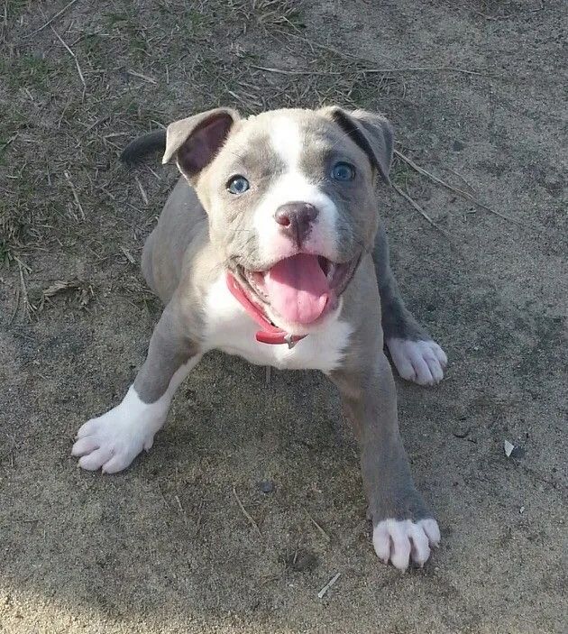 Filhote Pitbull - Beleza Exótica 