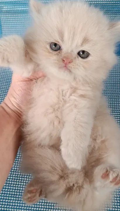 Persa Himalaio - Foto 6