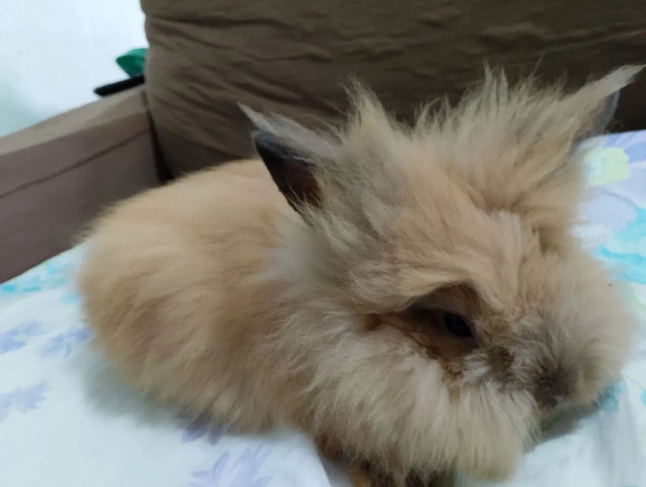 Coelhinho coelha mini lion - Fofo e Carinhoso e peluda - Foto 3