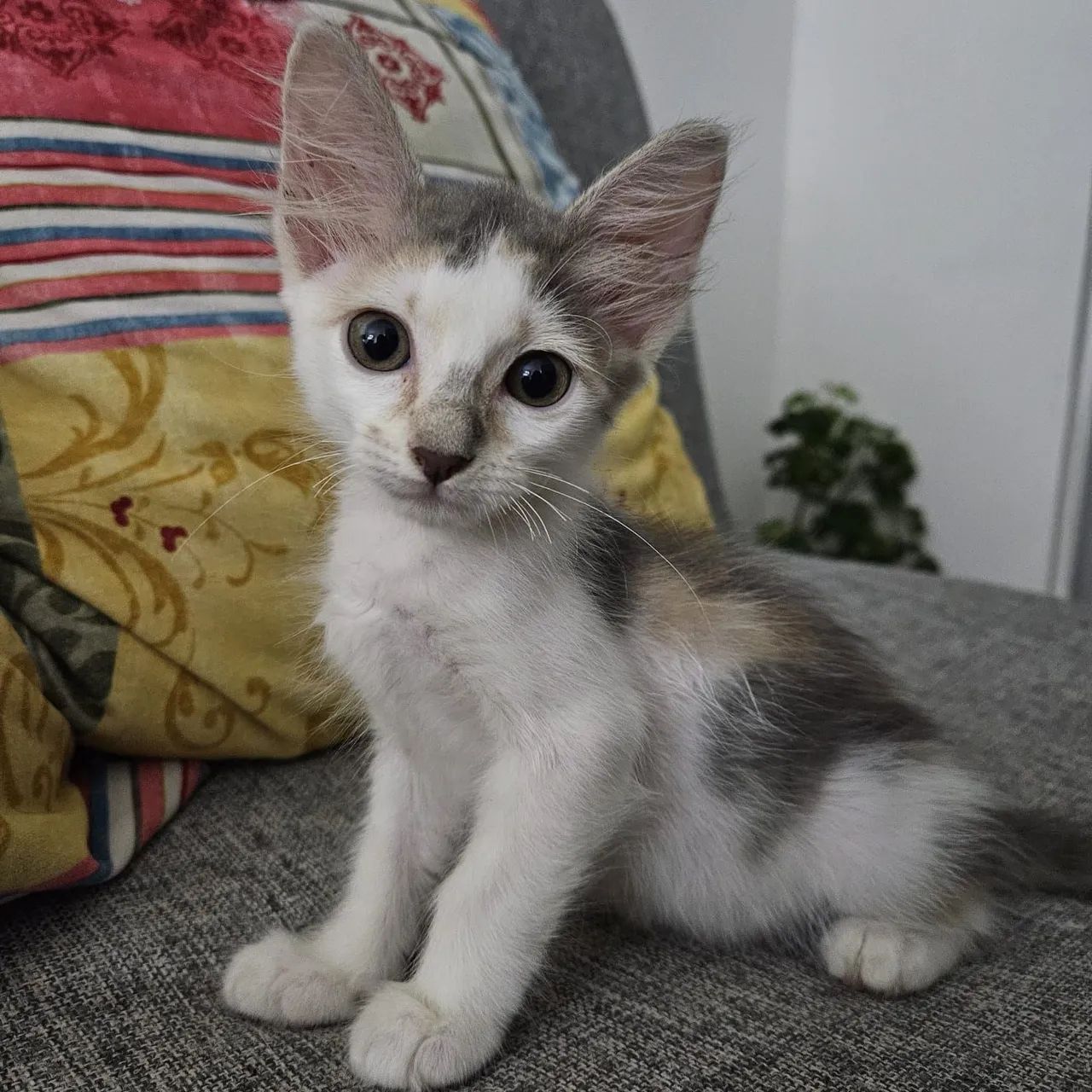 Gata filhote disponível para Adoção responsável 