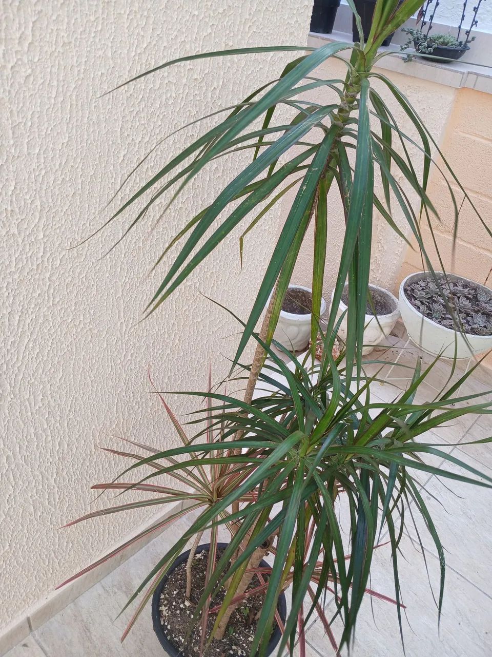 Dracena - Foto 3