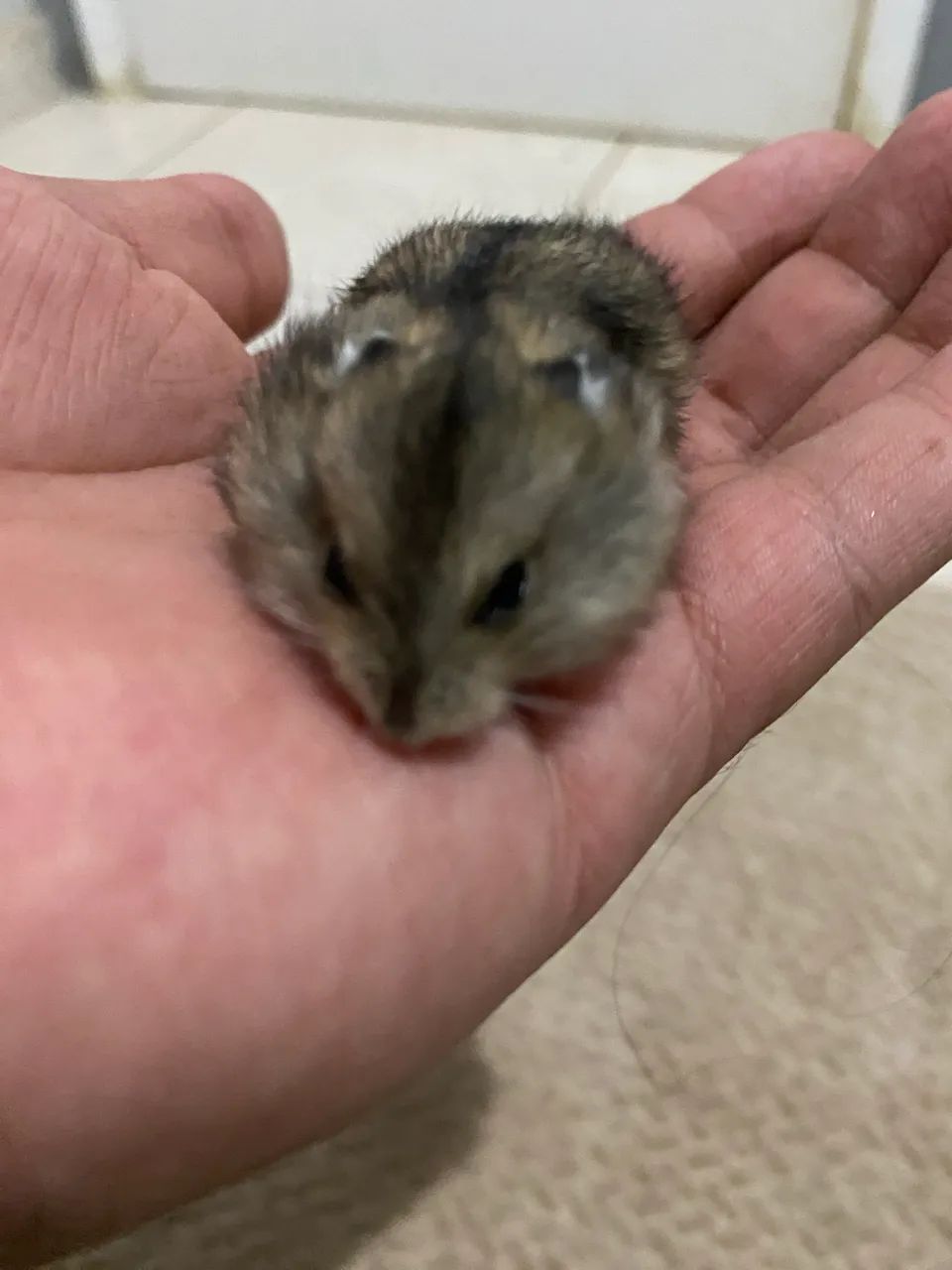 hamster anão russo filhote - Foto 2