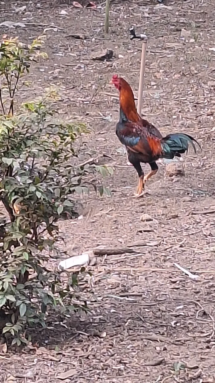Galos e Frangos