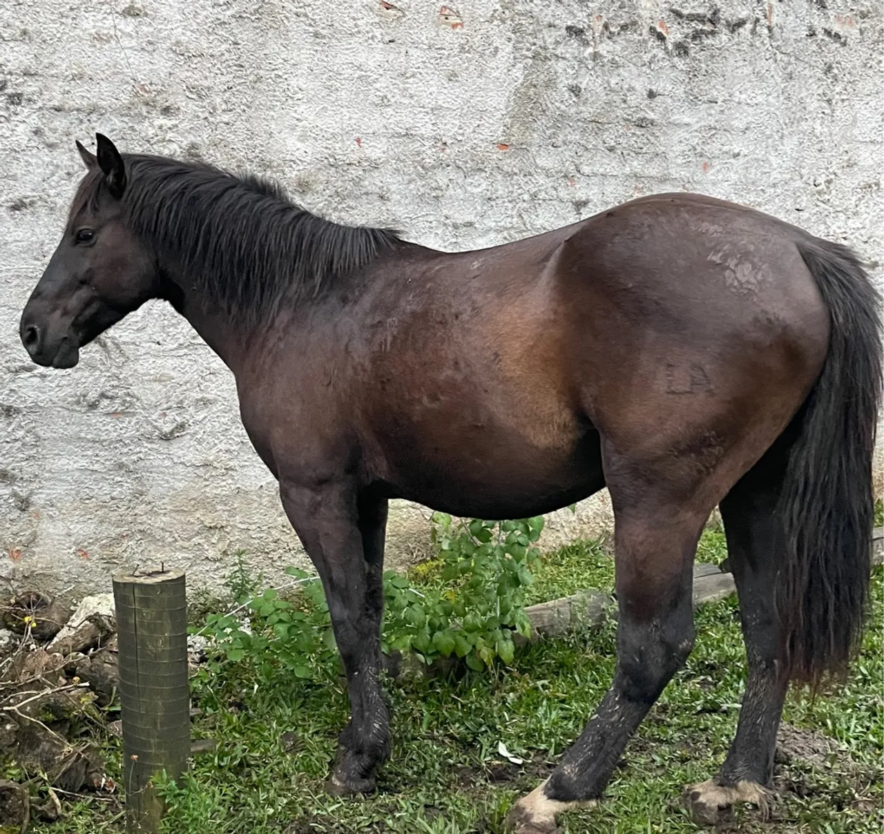 PREÇO ÚNICO-CAVALO PRETO ÚNICO!