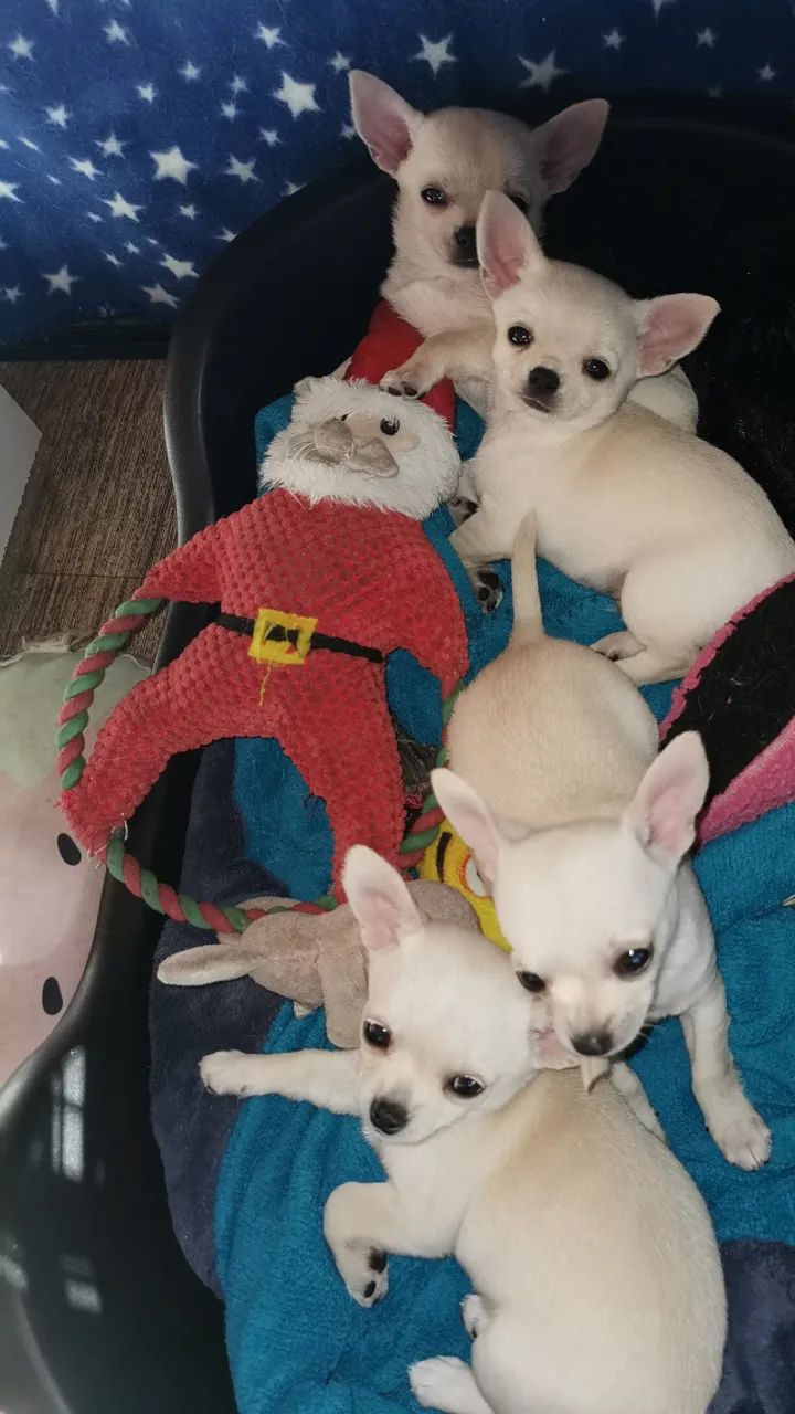 Mini Chihuahua White com Microchip Internacional - Parcelamos em 12x!