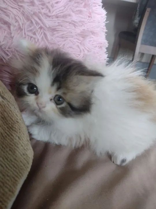 Linda gatinha tricolor! - Foto 3