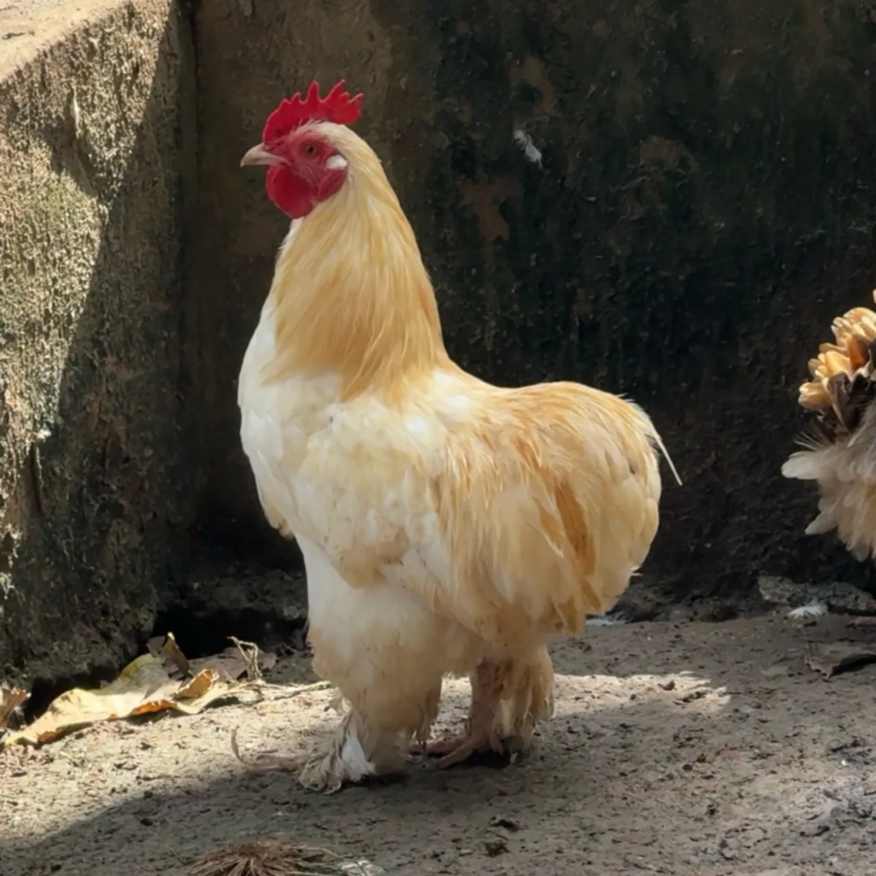 Casal de garnisé modelado