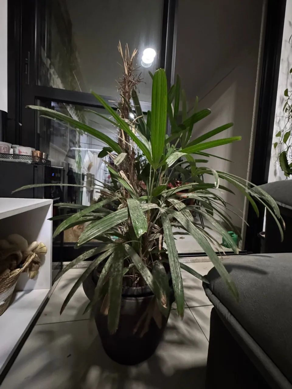 Linda planta para decorar ambientes! Motivo da venda: mudança!