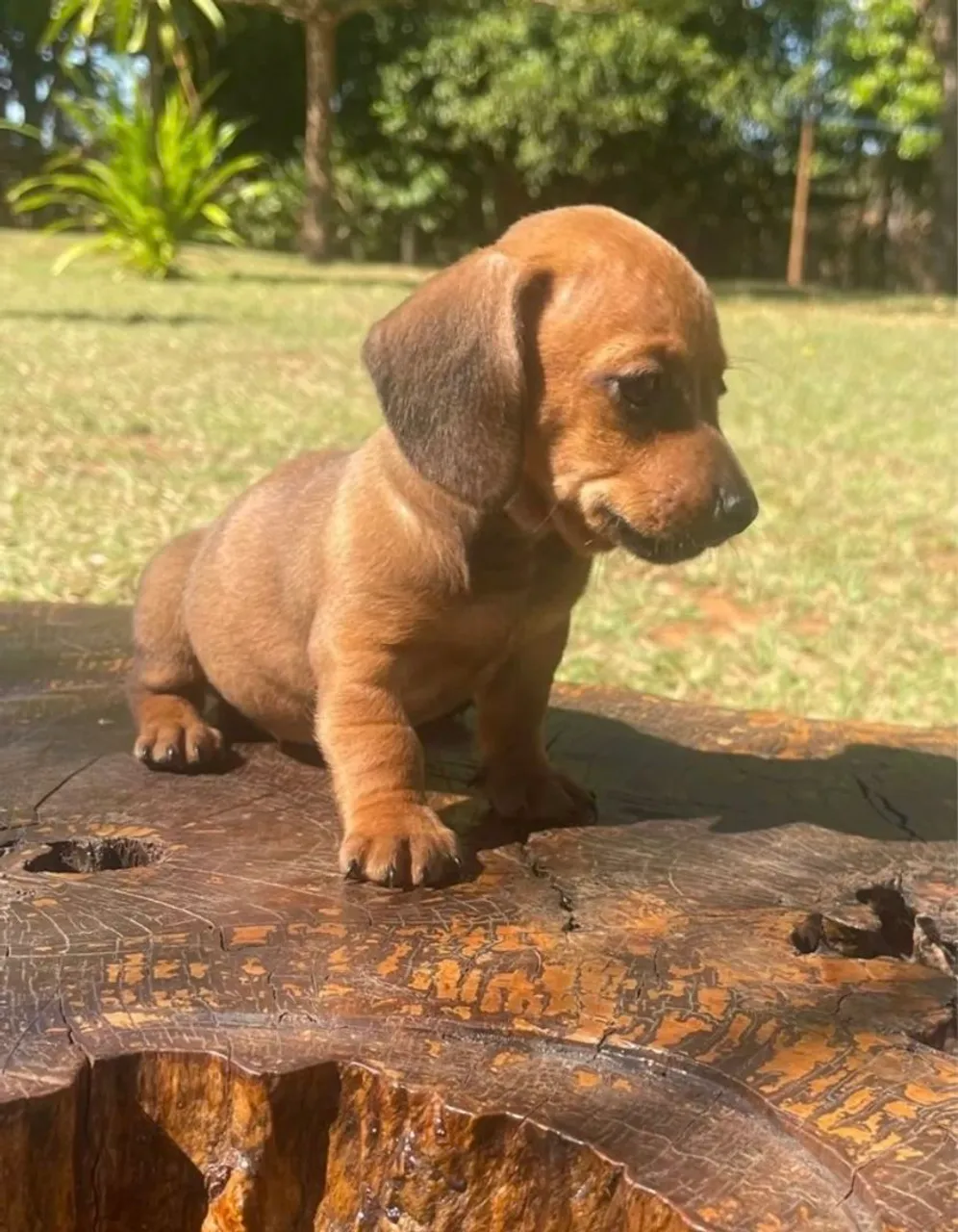 Filhote de Dachshund disponível!
