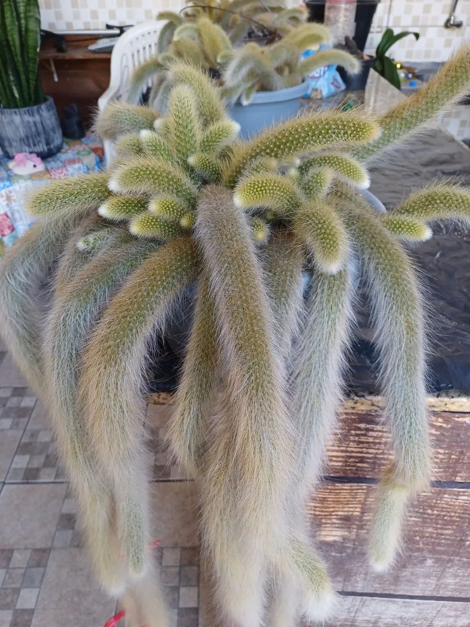 CACTOS RABO DE MACACO BEM FORMADO  - Foto 4