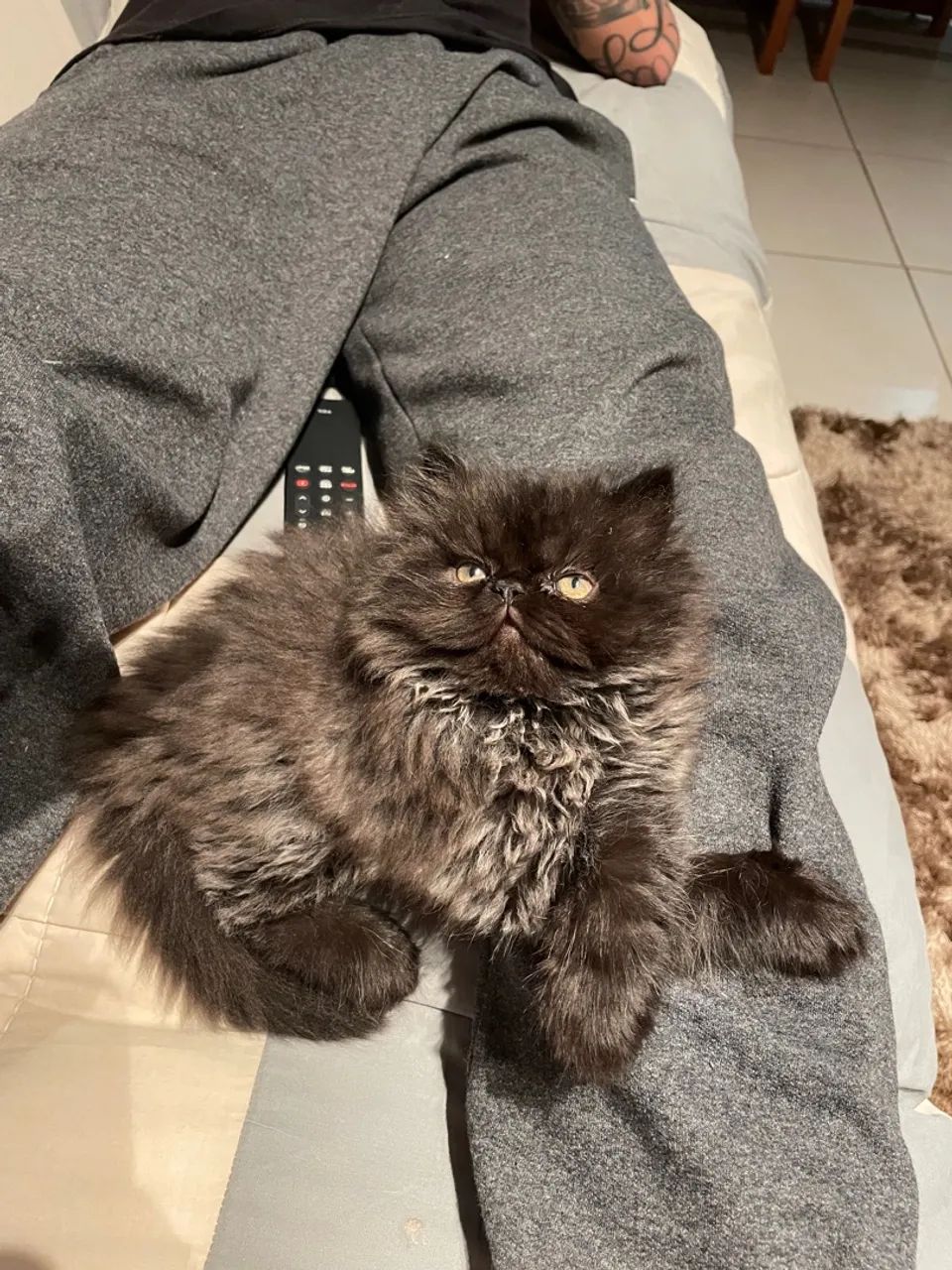 Filhote de Gato Persa Macho  ?