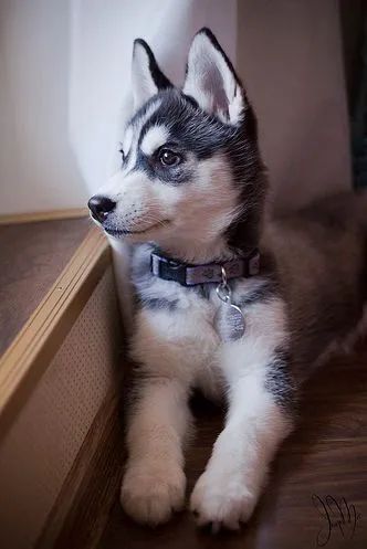 Husky Siberiano Filhote
