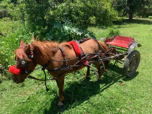 Charrete pônei  - Foto 3