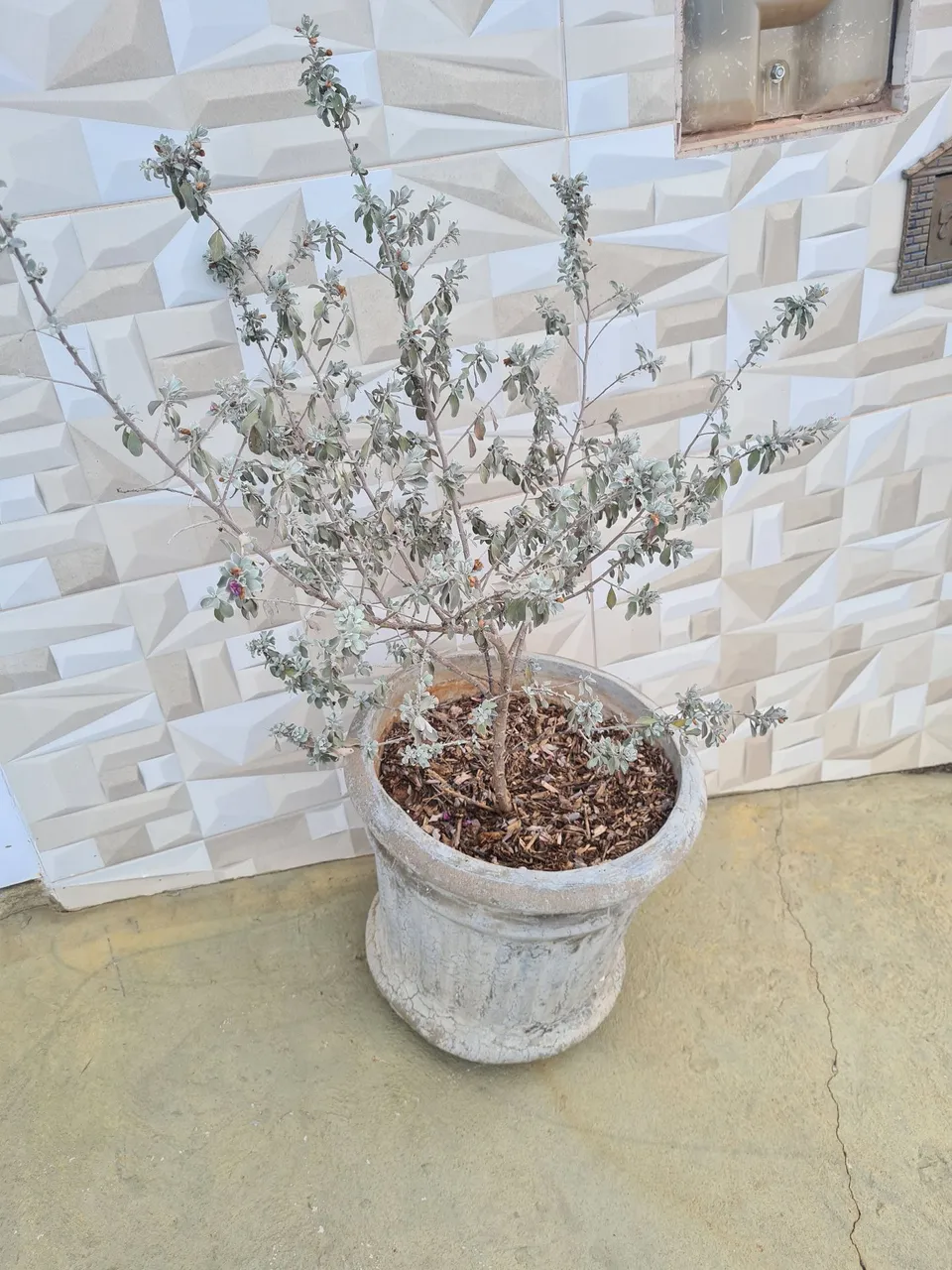 Planta em vaso decorativo