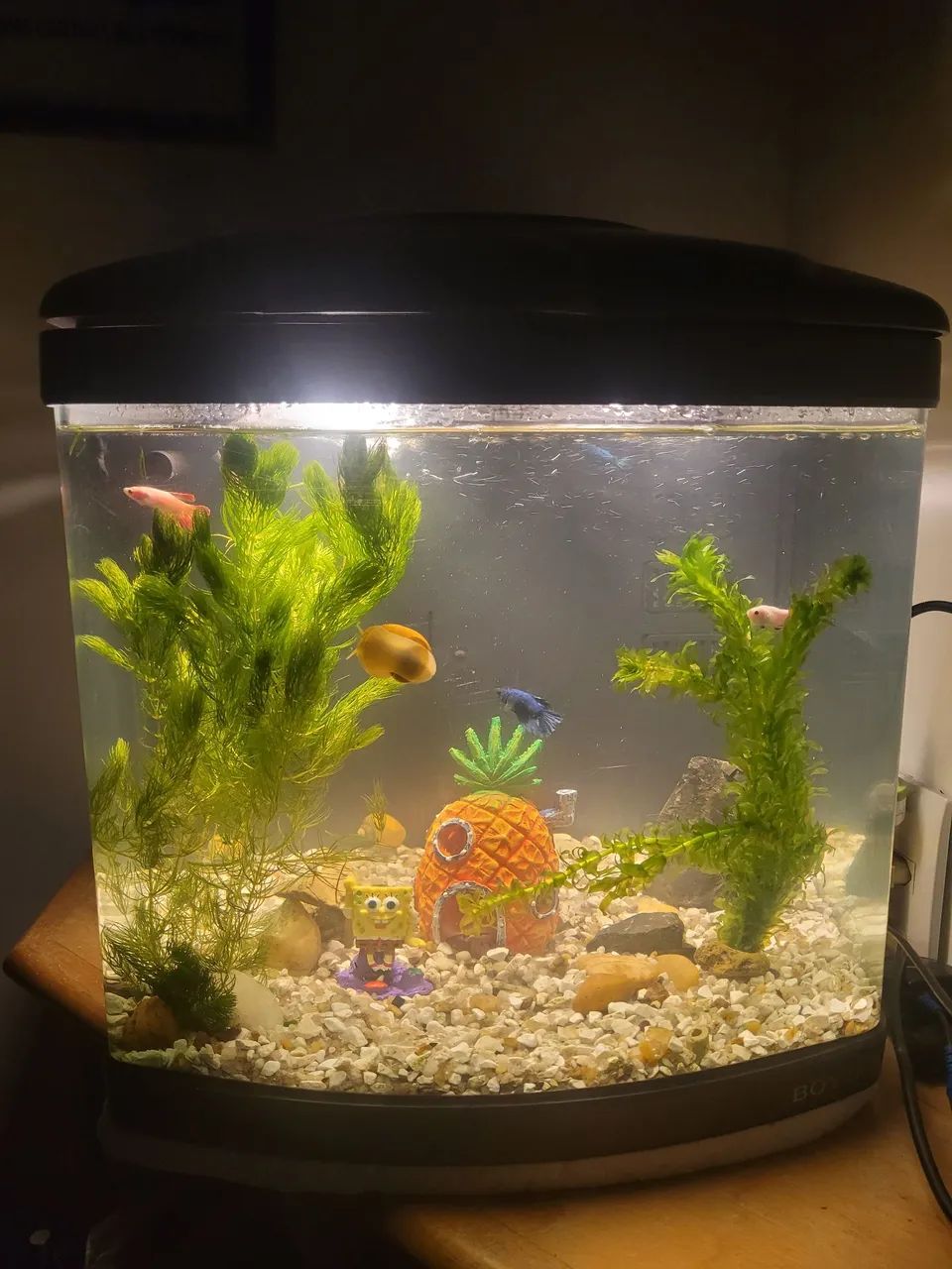 Aquario boyu 50 litros completo  - Foto 3