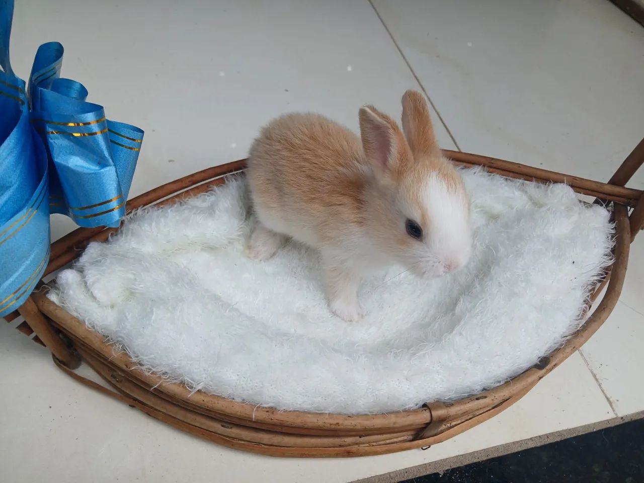 Lindos Coelhinhos  - Foto 3