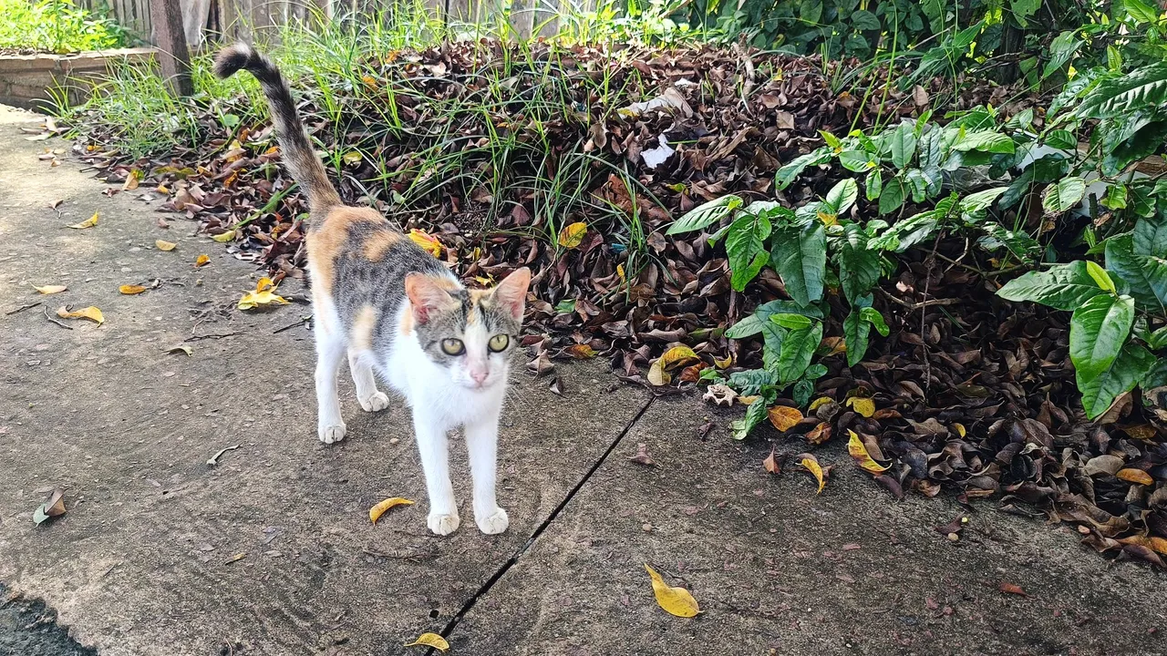 Gatinha Tricolor para Adoção - Linda e Carinhosa
