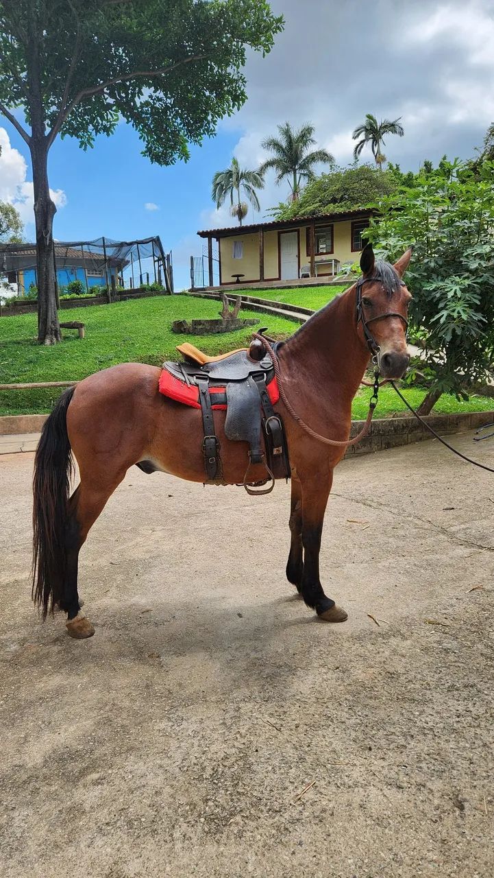 Cavalo Castrado MM - Foto 3