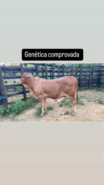 TOURO SENEPOL PO REGISTRADO WSENEPOL - Foto 4