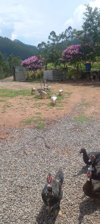 Patos e gansos - criados em ambiente familiar