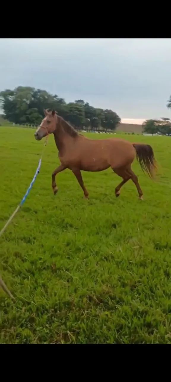 VENDO ÉGUA SUPER DÓCIL MANSA 