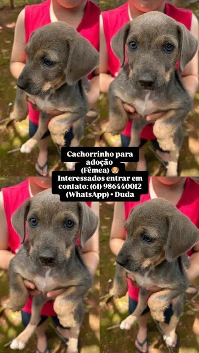 Cachorrinhas para adoção - Fêmeas - Foto 4